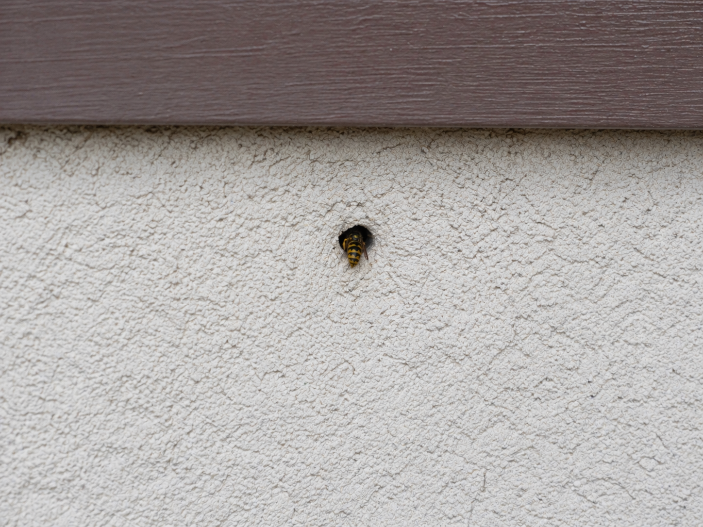 Otwór w elewacji budynku wykorzystywany przez osy jako wlot do gniazda