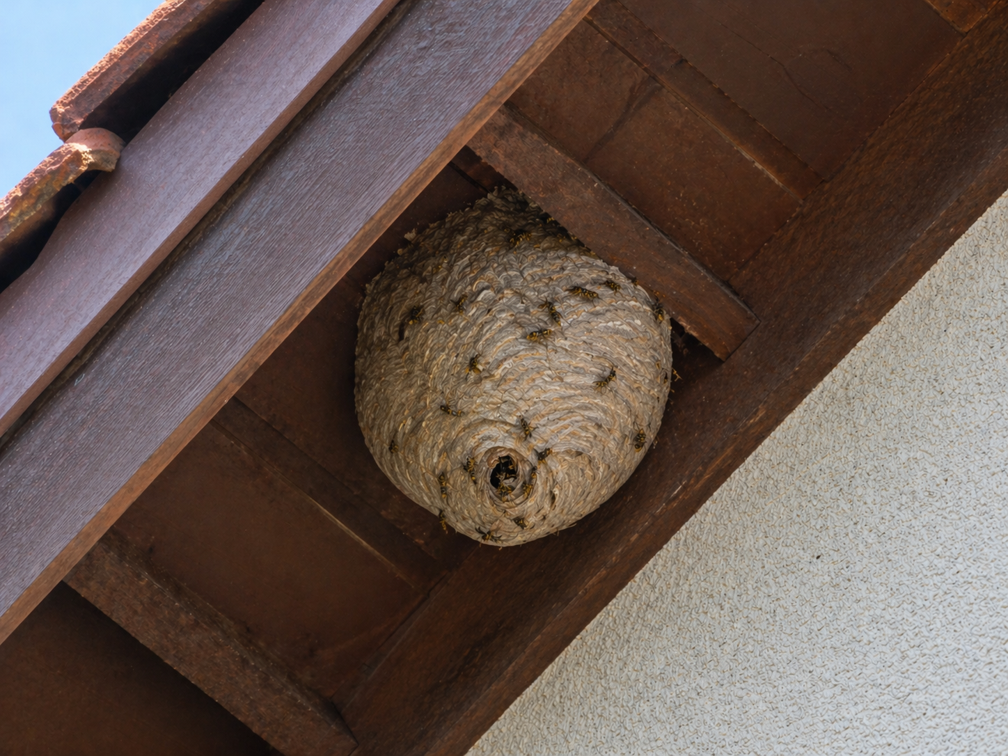 Gniazdo os pod podbitką dachu przy elewacji budynku jednorodzinnego