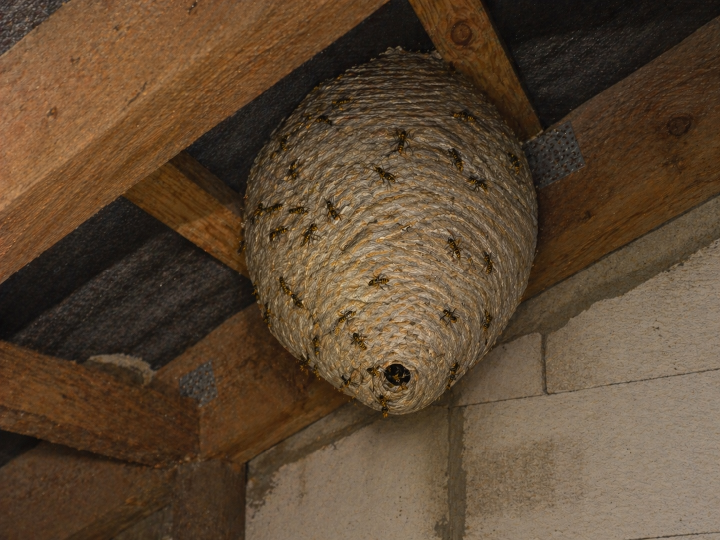 Papierowe gniazdo os społecznych w przestrzeni poddasza i przy elementach konstrukcji dachu