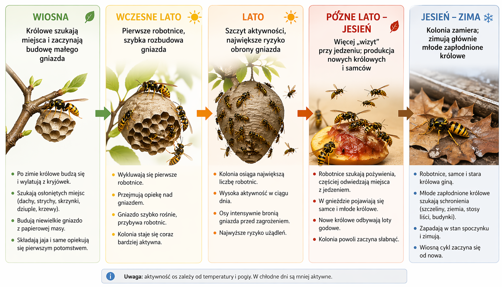 Cykl życia os w Polsce