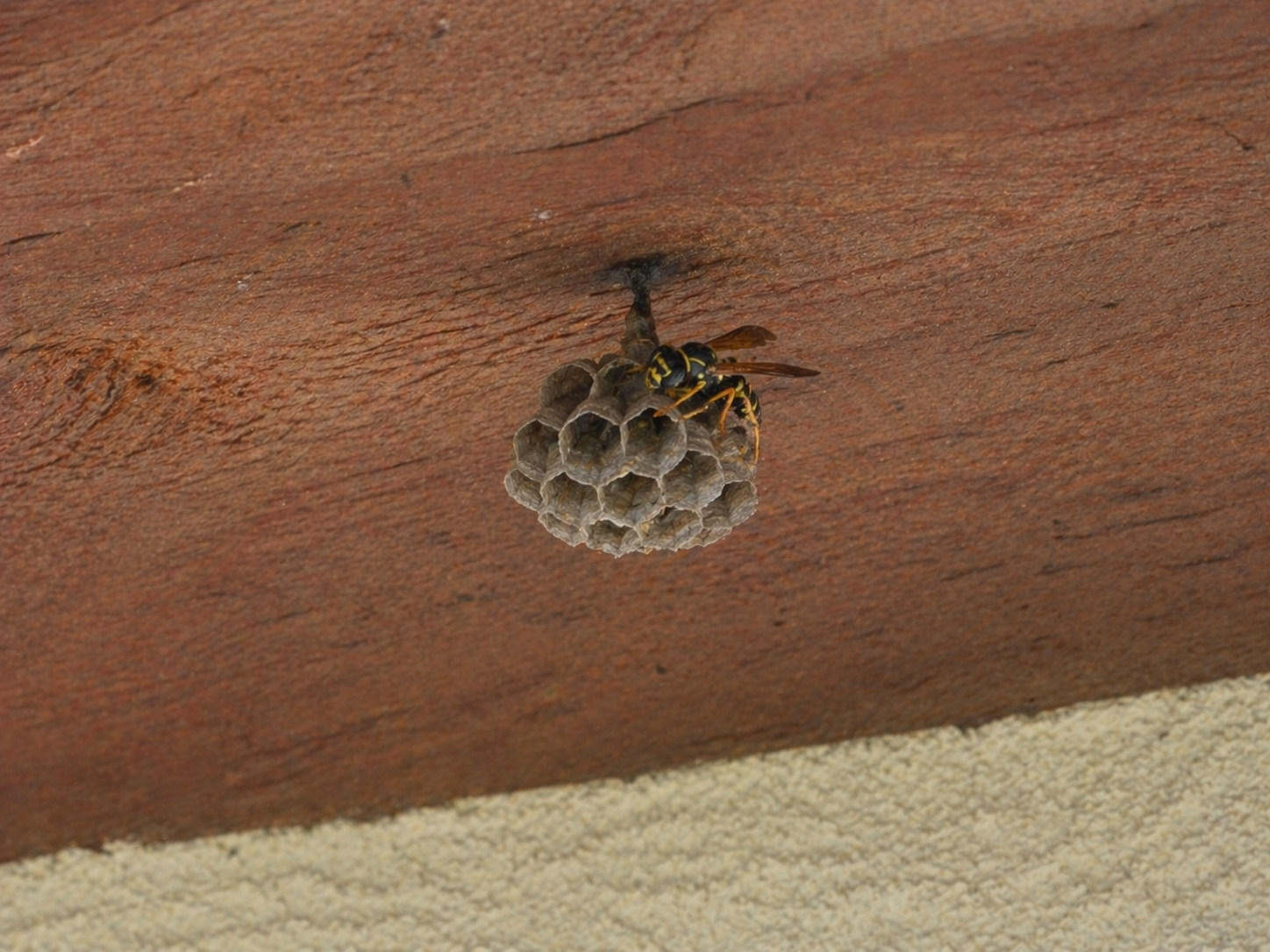 Małe widoczne gniazdo klecanek na wczesnym etapie sezonu pod okapem budynku